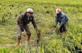 Toàn tỉnh đã thu hoạch được gần 10.000ha lúa
